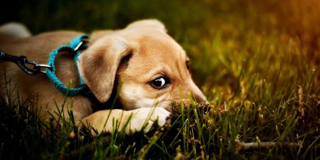 Warum fressen Hunde Gras? Stellt das ein Problem dar?