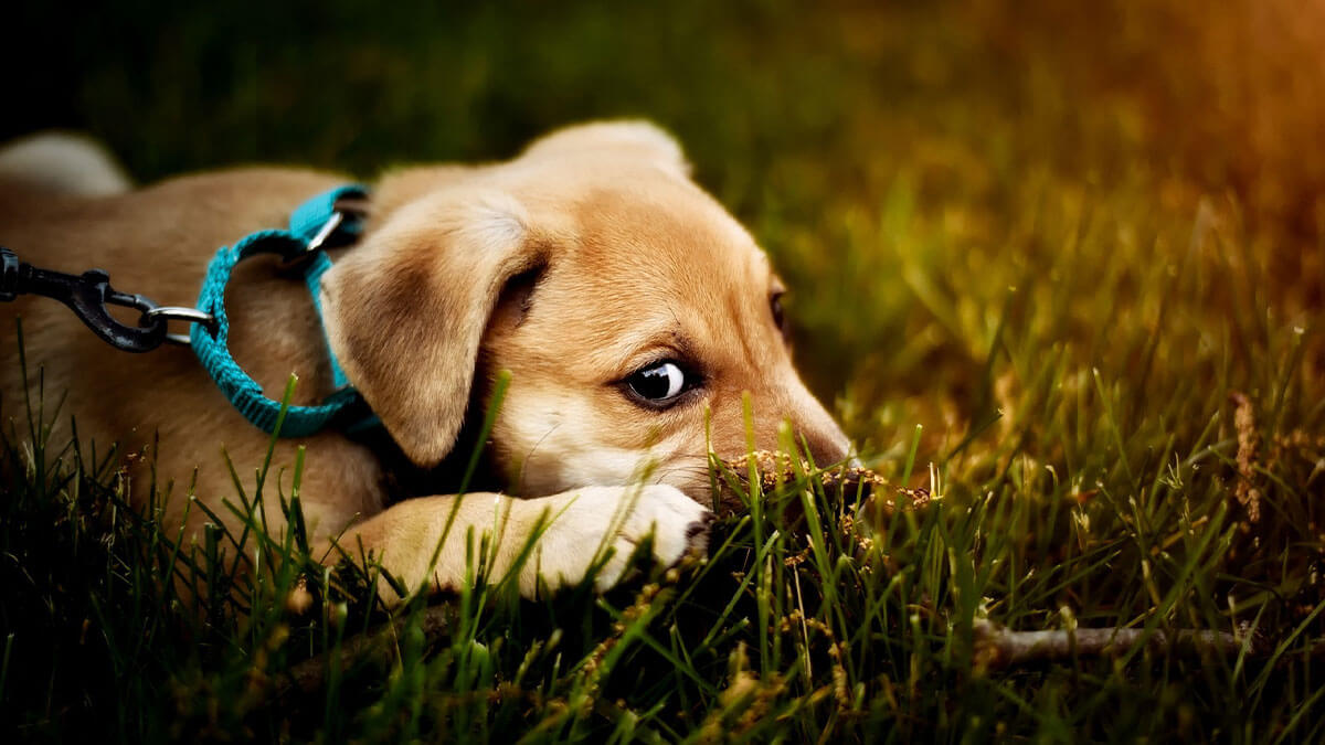 Warum fressen Hunde Gras? Stellt das ein Problem dar?