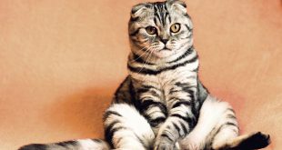 Was ist ein Transponder Bei Katzen?