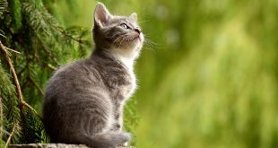 Was ist eine Katze? Interessante Fakten über Katzen