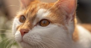 Was ist Milchleckage bei Katzen?