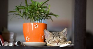 Welche Pflanzen sind nicht giftig für Katzen?
