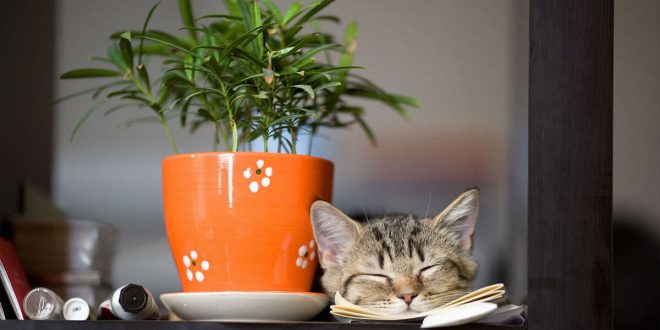 Welche Pflanzen sind nicht giftig für Katzen?