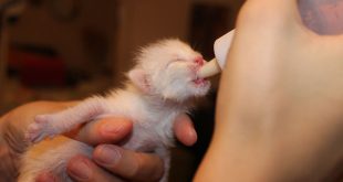 Wie sollten 0-8 Wochen alte Katzen gefüttert werden?