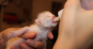 Kann ich einer jungen Katze normale Milch geben?