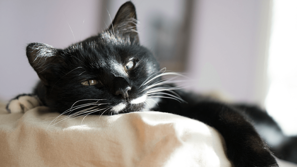 Warum pinkelt die Katze aufs Bett? Gründe, warum eine Katze auf das Bett pinkelt
